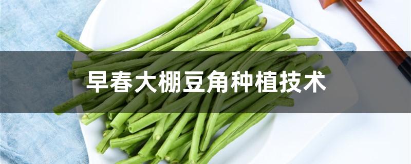 早春大棚豆角种植技术