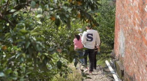 种植柑橘的前景_农村柑橘种植致富_致富柑橘种植农村视频