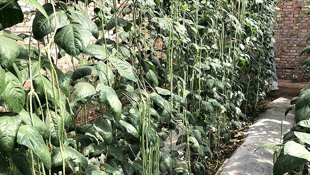 春季大棚种植豇豆技术视频_大棚豇豆种植技术与管理_春季大棚豇豆种植技术