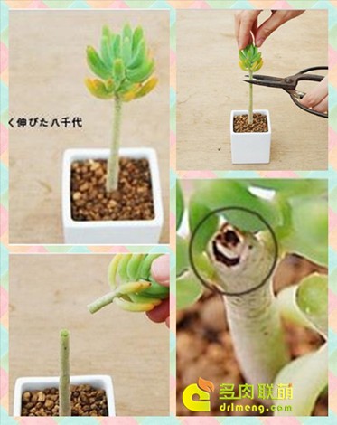 2020种植多肉赚钱吗_致富种植多肉好养吗_多肉种植致富