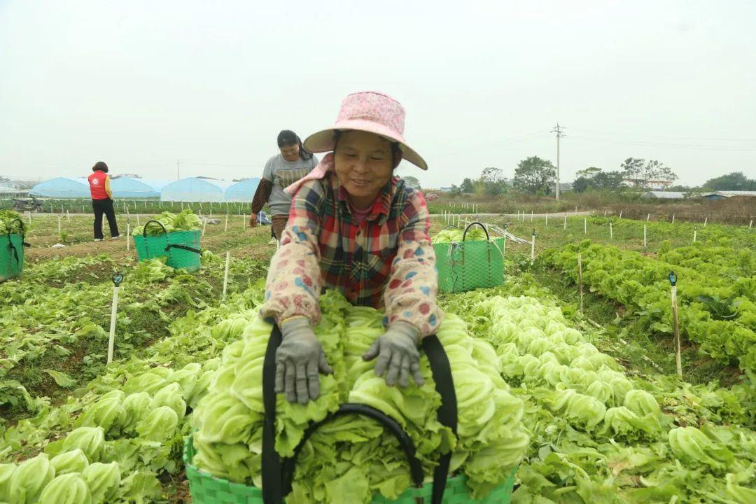 致富新闻网_白领种植蘑菇致富_广西莱心种植致富新闻