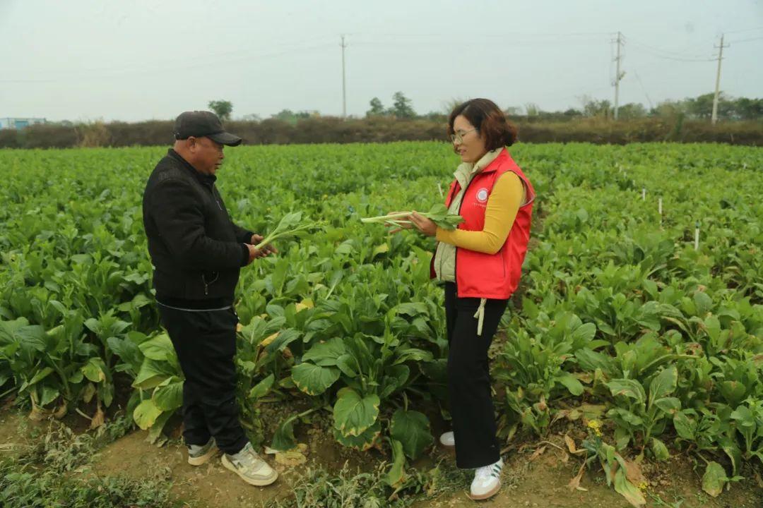 致富新闻网_广西莱心种植致富新闻_白领种植蘑菇致富