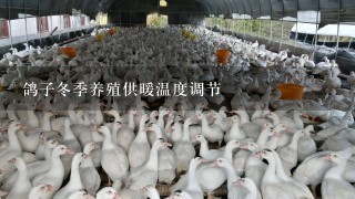 鸽子冬季养殖供暖温度调节