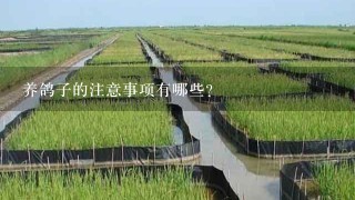 养鸽子的注意事项有哪些？