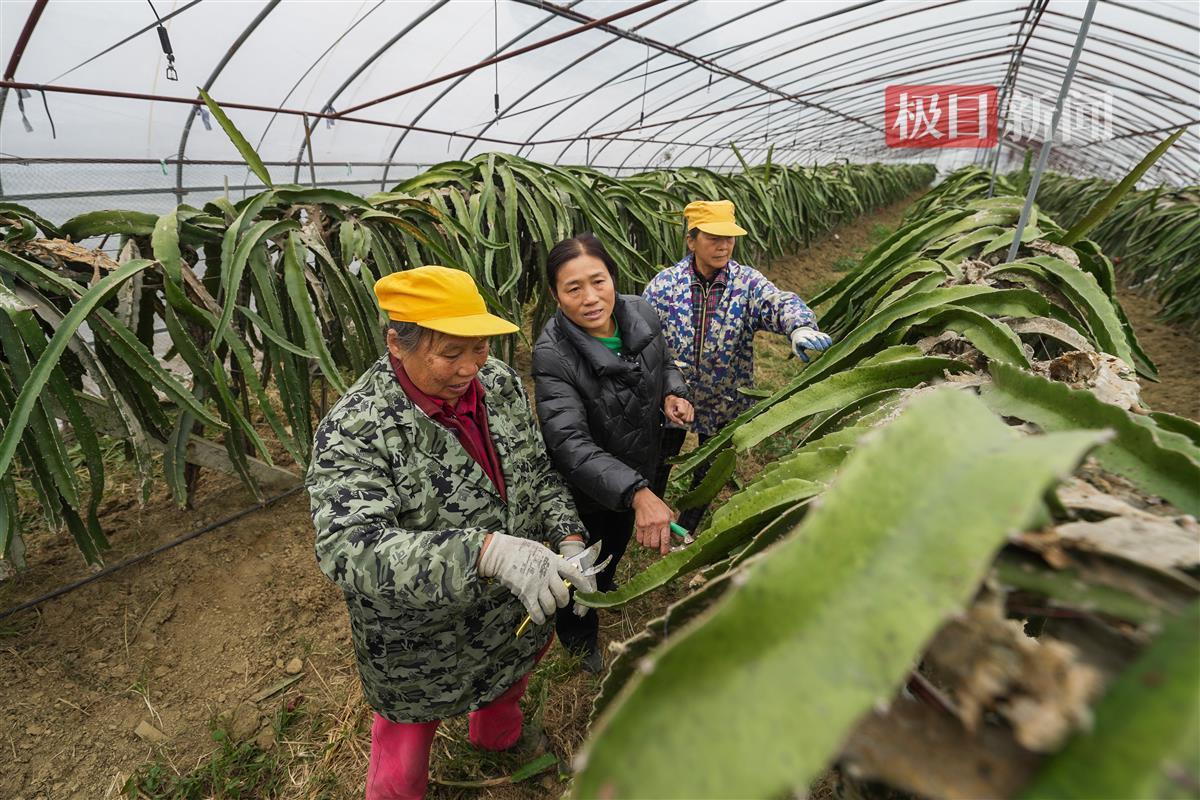 致富种植农民工故事简短_农民工种植致富的故事_农民种植致富项目