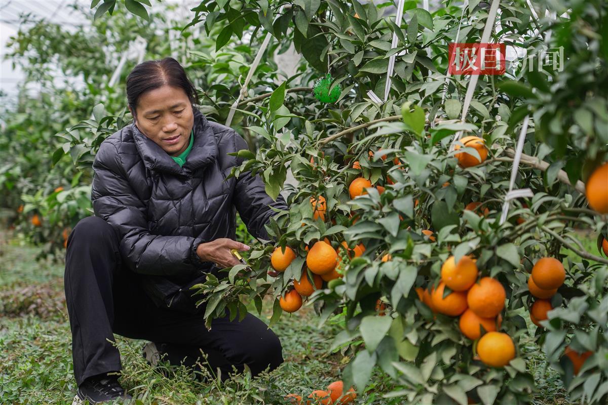 致富种植农民工故事简短_农民种植致富项目_农民工种植致富的故事