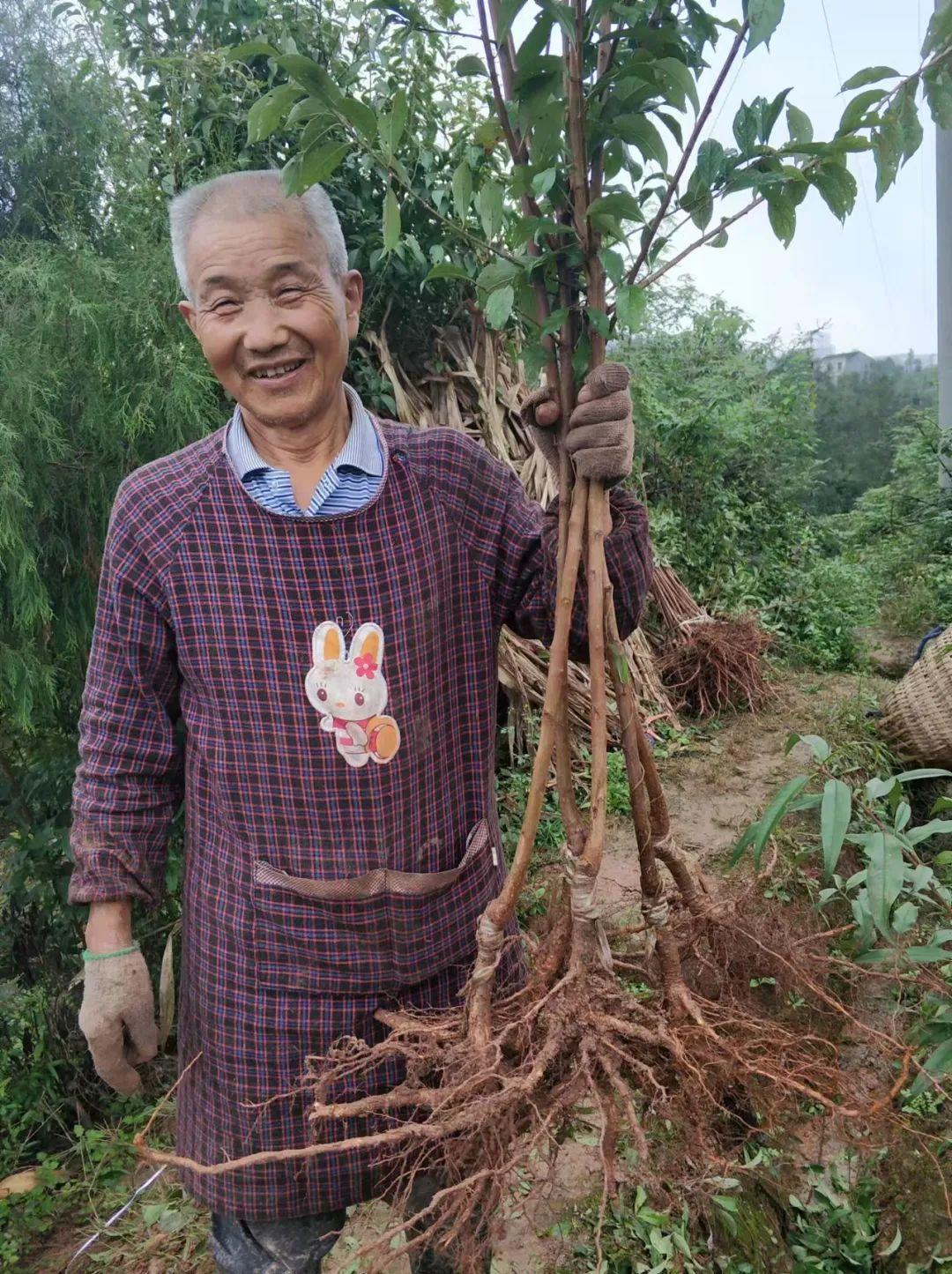 赚钱，只差一个机遇！90后小伙接父辈种苗生意，6年做到年销800万