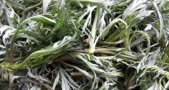 5种适合人工种植的野菜，好种前景好利润高