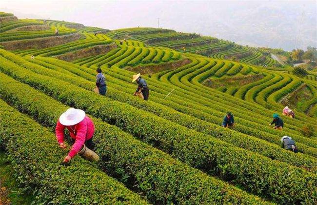 黄金茶的种植前景