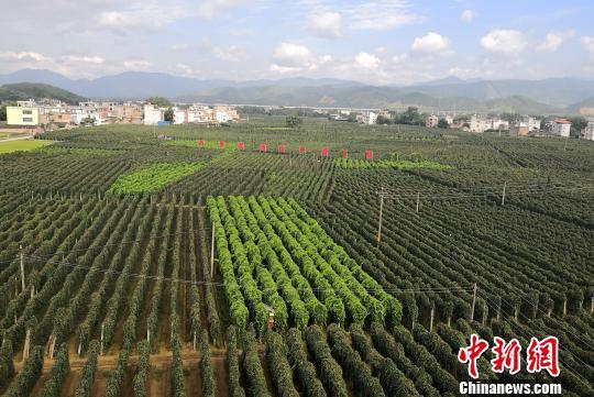 广西莱心种植致富新闻_大棚樱桃种植成功致富案例_广西养鸽致富新闻