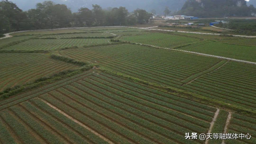 农村种植致富好项目_白领种植蘑菇致富_广西莱心种植致富新闻