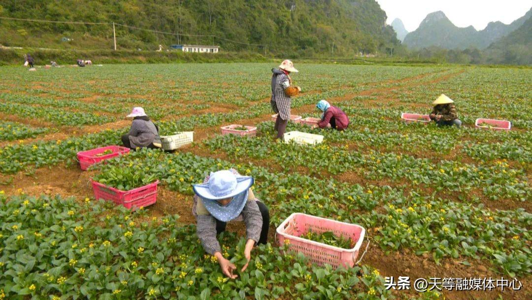 广西莱心种植致富新闻_农村种植致富好项目_白领种植蘑菇致富