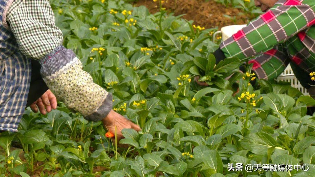 白领种植蘑菇致富_农村种植致富好项目_广西莱心种植致富新闻