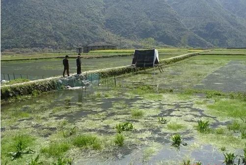 养殖甲鱼肥水技术视频教程_甲鱼养殖肥水技术_甲鱼养殖怎么肥水