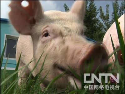 关于卖牛肉致富经_致富经肉牛养殖_牛肉贩子一年挣一百万