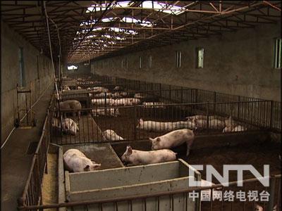 关于卖牛肉致富经_致富经肉牛养殖_牛肉贩子一年挣一百万