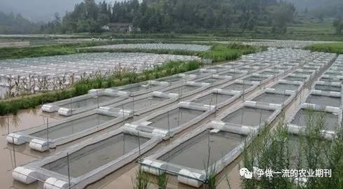 淄博养殖水蛭技术培训_淄博水蛭养殖技术_水蛭养殖技术基地