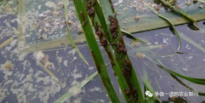 淄博水蛭养殖技术_淄博养殖水蛭技术培训_水蛭养殖技术基地