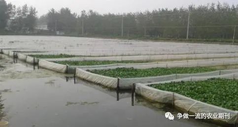 淄博水蛭养殖技术_淄博养殖水蛭技术培训_水蛭养殖技术基地