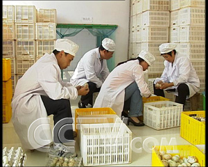 散养鸭子利润怎么样_散养鸭养殖技术视频_视频养殖散养鸭技术教程