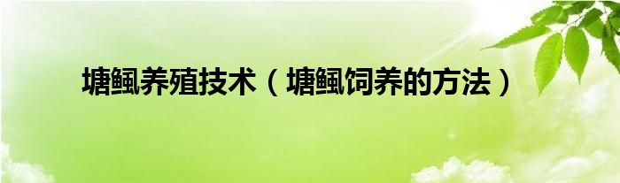 塘鲺养殖技术（塘鲺饲养的方法）