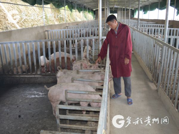 养殖致富小型猪场_致富养殖小型猪场图片_小型养殖猪场需要投资多少钱