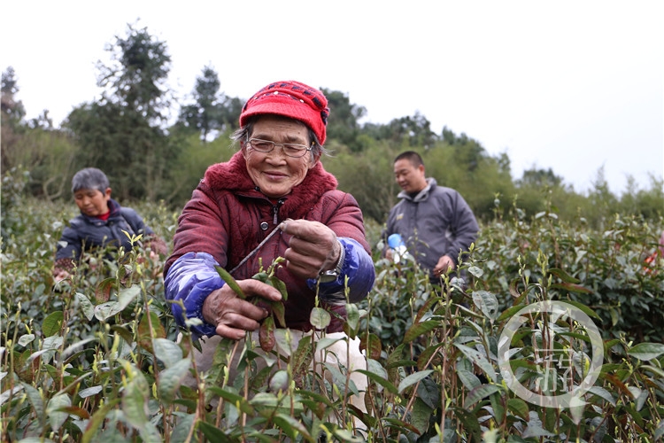 从第一年亏80多万到第二年挣到第一桶金 他带着乡亲种茶致富