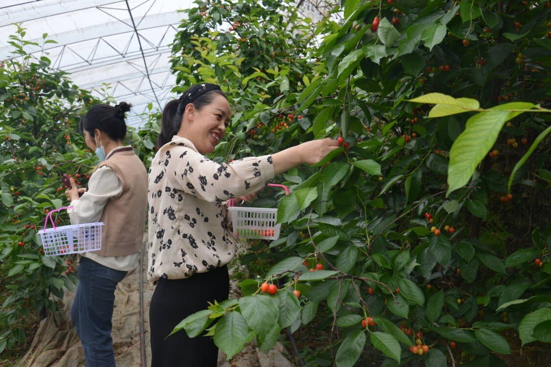 致富种植樱桃图片_致富经种植樱桃_致富经樱桃种植视频