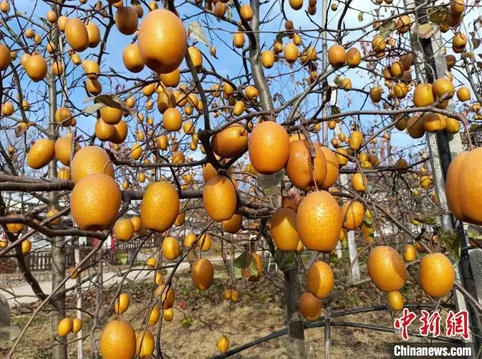 致富种植果金珠图片_金珠果种植技术_金珠果种植致富