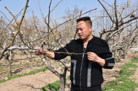 种树致富经_种植名树致富_种树致富全部视频