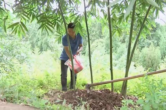 种冬笋的利润_冬笋种植致富能手_冬笋种苗多少钱一棵