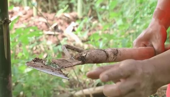 冬笋种植致富能手_冬笋种苗多少钱一棵_种冬笋的利润