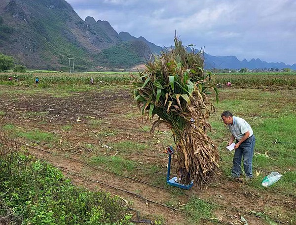 小秸秆大用途，粤桂项目助力群众增收和乡村生态环境保护