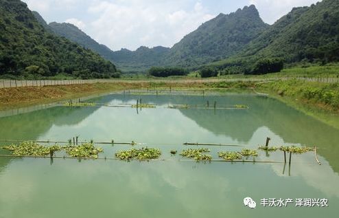 泥鳅养殖技术问答_泥鳅养殖技术与养殖方法_泥鳅的泥鳅养殖技术