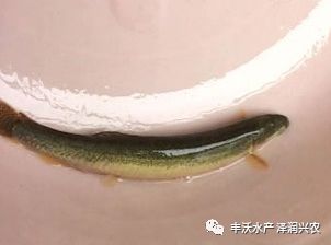 泥鳅养殖技术问答_泥鳅的泥鳅养殖技术_泥鳅养殖技术与养殖方法