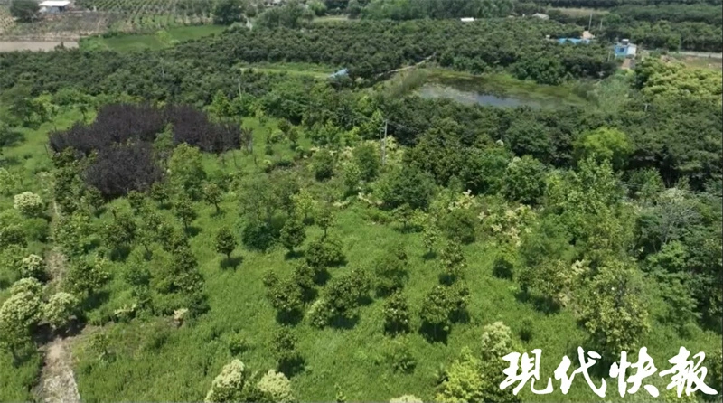 致富种植创业项目_致富苗木种植目前可以种植吗_目前种植啥苗木可致富