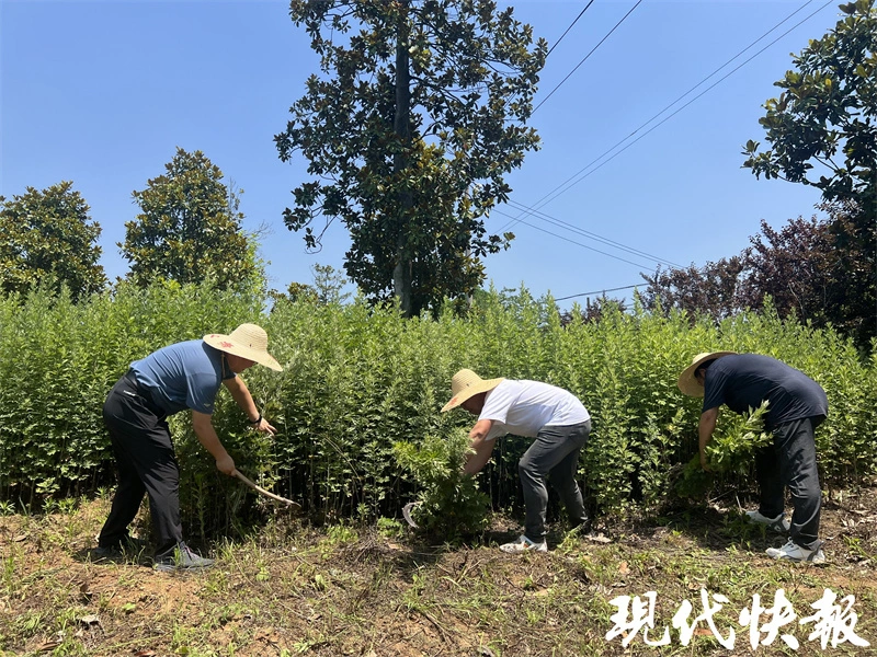 致富苗木种植目前可以种植吗_致富种植创业项目_目前种植啥苗木可致富