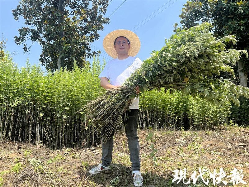 目前种植啥苗木可致富_致富苗木种植目前可以种植吗_致富种植创业项目