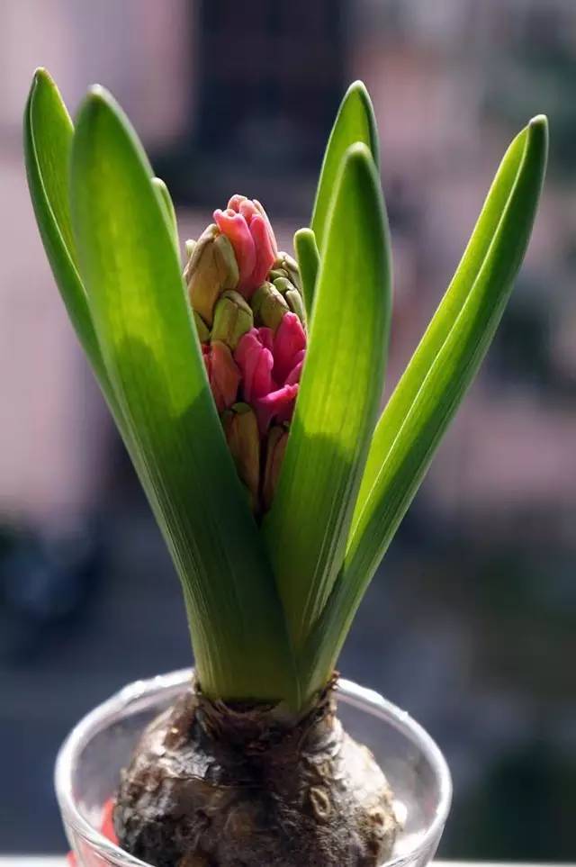 风信子栽培技术_风信子种植注意事项_风信子的种植技术