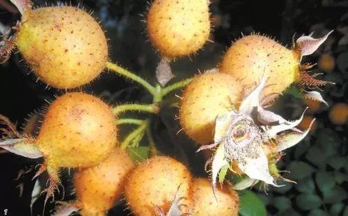 致富科学种植材料有哪些_致富种植创业项目_科学种植致富材料