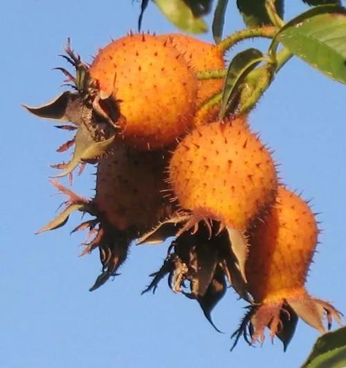 致富种植创业项目_致富科学种植材料有哪些_科学种植致富材料