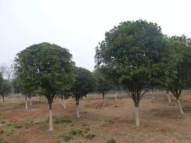 种植致富好项目_致富科学种植材料是什么_科学种植致富材料