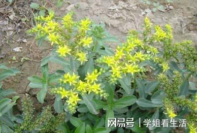 救心菜种植让他走上致富路_致富经种菜视频_种植致富宝典