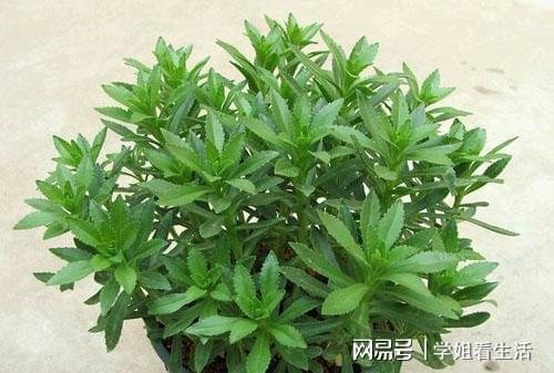 救心菜种植让他走上致富路_致富经种菜视频_种植致富宝典