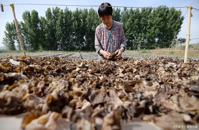 黑木耳养殖技术_养黑木耳赚钱吗_黑木耳人工养殖