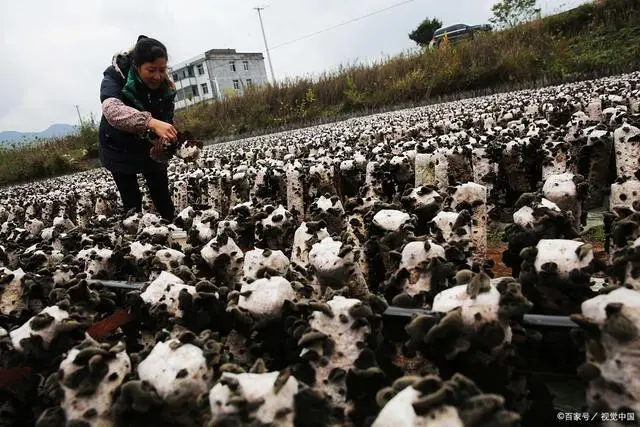 黑木耳人工养殖_养黑木耳赚钱吗_黑木耳养殖技术