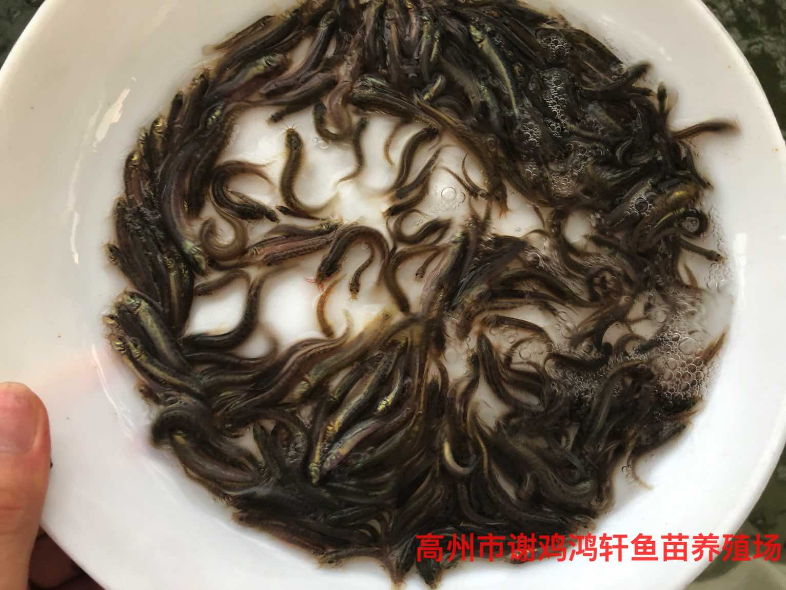 台湾大泥鳅养殖致富经_台湾大泥鳅养殖致富经_台湾大泥鳅养殖致富经