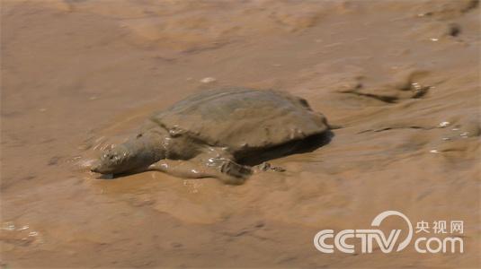 [致富经]村里名人败光家产之后