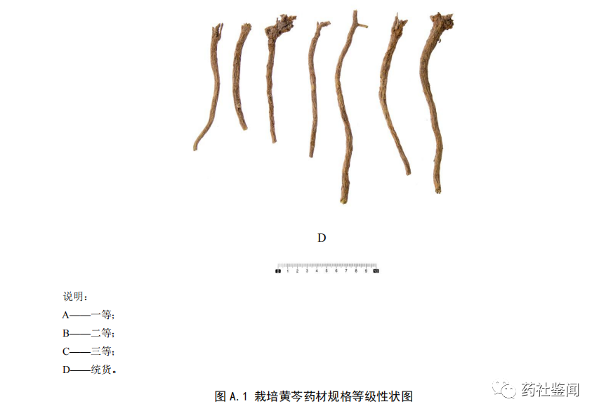 黄芩种植视频管理技术_黄芩种植技术视频_视频种植黄芩技术要求