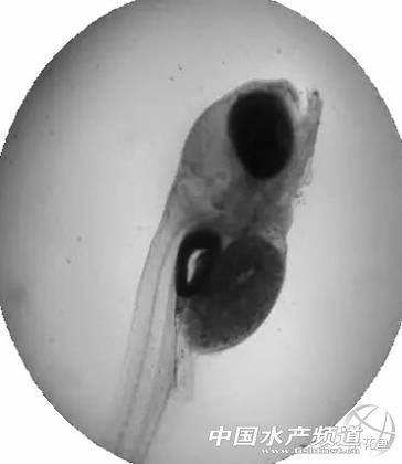 鲢鱼水花鱼苗养殖技术_花鲢水花培育鱼苗技术_养殖水花鱼苗鲢鱼技术要求